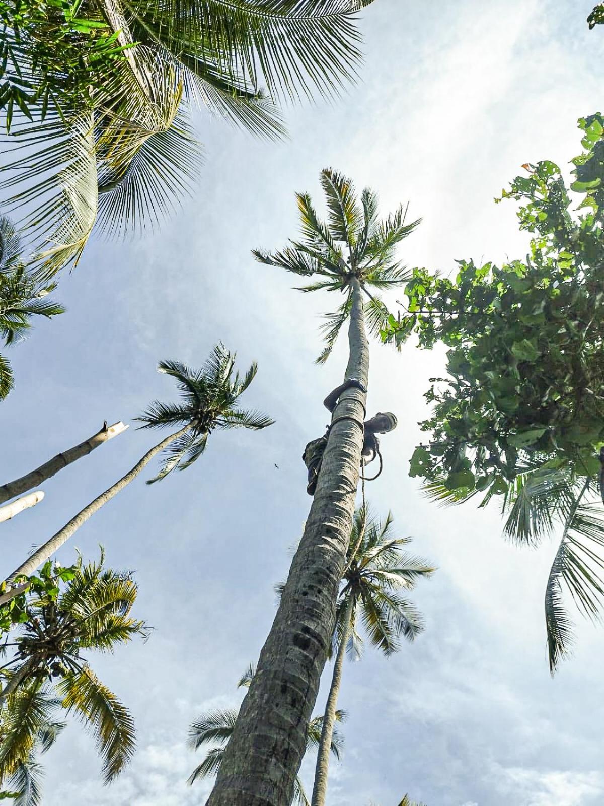 فندق Lote 10 Glamping Guachaca المظهر الخارجي الصورة